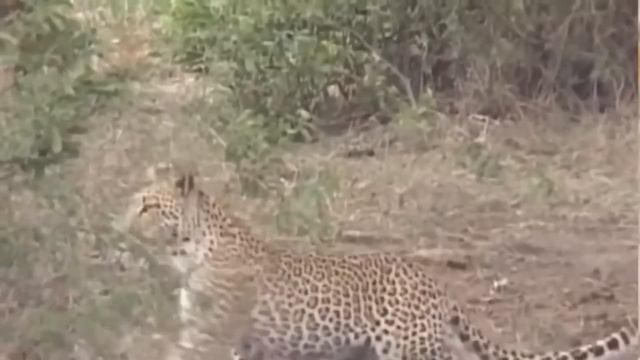 15 Moments Captured On Camera Of Prey Against Cold-blooded Cannibals - Wild Secrets!! смотреть онлайн