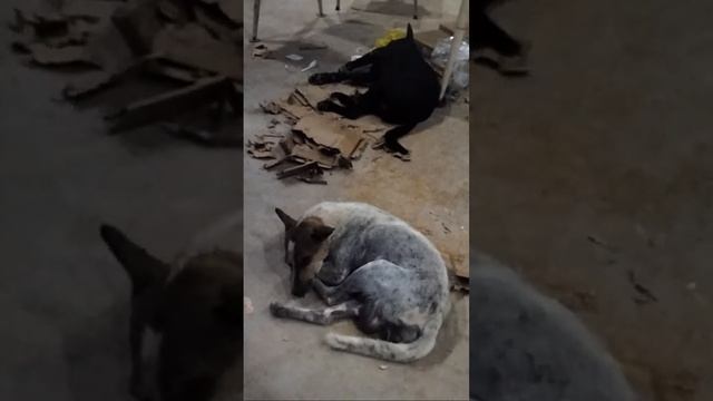 KSM Prey Veng is live! 11-Jan-2024 смотреть онлайн