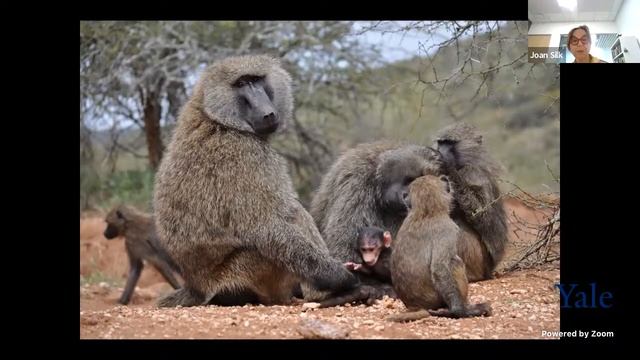 Joan Silk, New Perspectives on Male Parenting in Primates: Insights from Baboons, 11 April смотреть онлайн