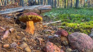 ГРИБНИКИ В МАКСИМАЛЬНОМ ЭКСТАЗЕ ОТ СБОРА БОРОВИКОВ | СОСНОВЫЙ БЕЛЫЙ НИКОГО НЕ ОСТАВИТ РАВНОДУШНЫМ