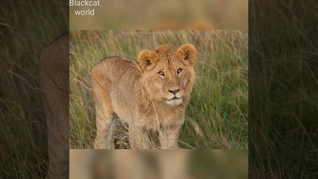 Stunning wallpaper images of lion And Tiger/Free wild Animal screensaver pictures.... смотреть онлайн