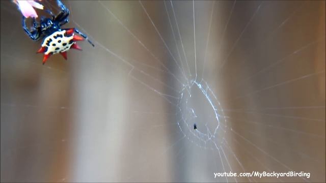 Spiny Orb Weaver Spider - A Work Of Art!