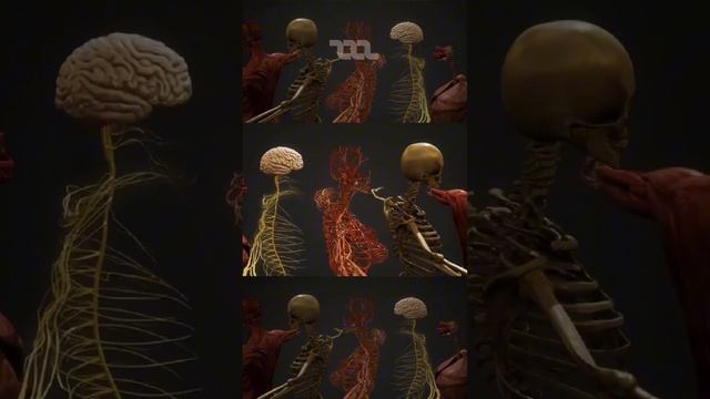 Зуб - это отдельный орган