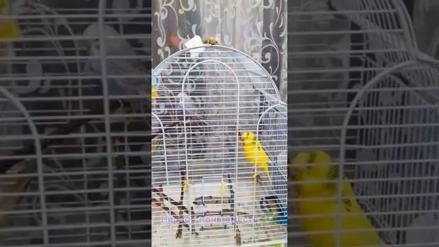 Первая ночь у попугаев вместе 💚 смотреть онлайн