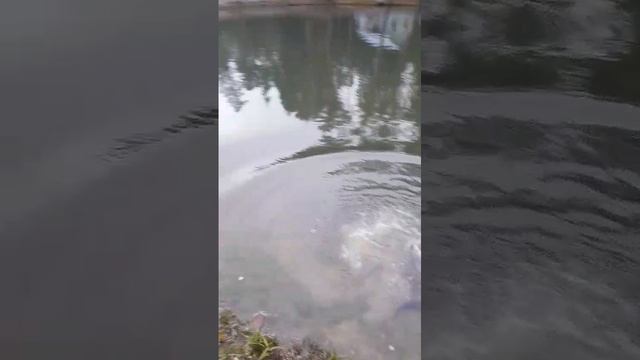 запуск смотреть онлайн