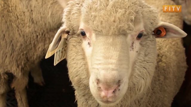 Birds of Prey Cause Fear Among Falklands Farmers смотреть онлайн