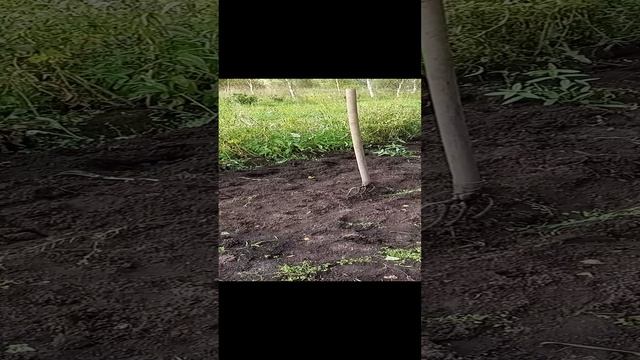 Картошка урожай 2022г.