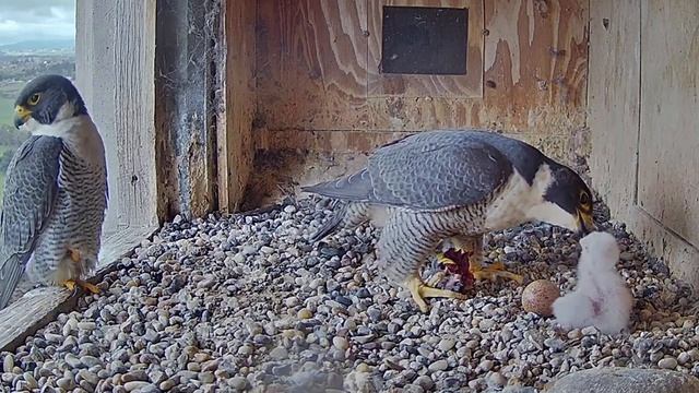 FalconCam Orange CSU~Xavier brings a prey! Di is feeding the chick~12:03 PM 2021/10/14 смотреть онлайн