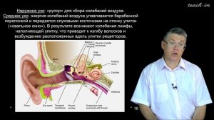 Дубынин В. А. - 100 часов школьной биологии - 1.21. Вестибулярная и слуховая чувствительность