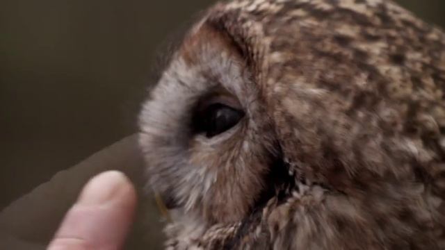 Owls of the Loch Lomond bird of prey centre, on Live at Five. смотреть онлайн