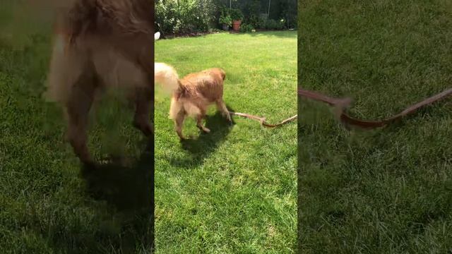 Tristan the Golden got a bath today in the hot summer sunny Wednesday August 24, 2022. смотреть онлайн