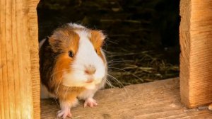 Звуки морских свинок