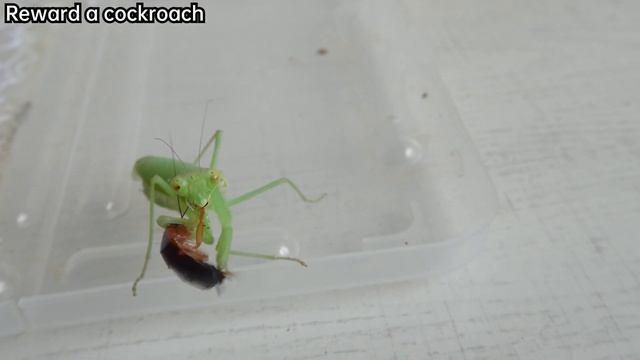 Praying mantis VS cute katydid, who wins?Insect war смотреть онлайн