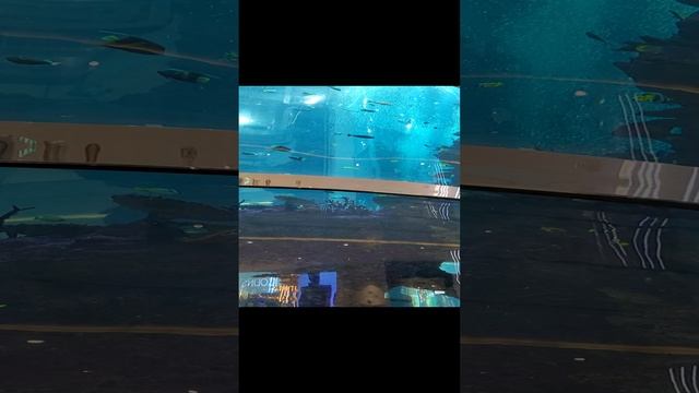 ТРЦ Океаний 20241029 смотреть онлайн