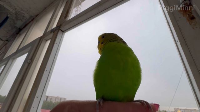 Говорящий волнистый попугай Антошка 💚 Как разговаривает волнистый попугай во время грозы ⛈️⚡️💚 смотреть онлайн