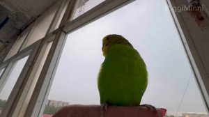 Говорящий волнистый попугай Антошка 💚 Как разговаривает волнистый попугай во время грозы ⛈️⚡️💚