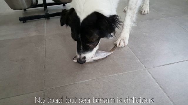 Raw meat for dog (prey model) | TheHappyDog смотреть онлайн