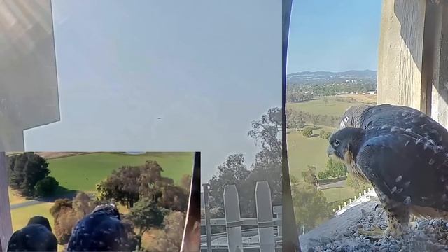 Splitscreen Nov12 parents circling with prey 1 смотреть онлайн