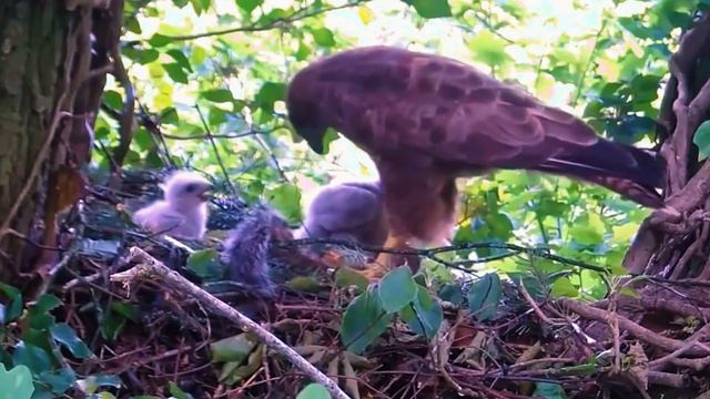 The bird feed in the world смотреть онлайн