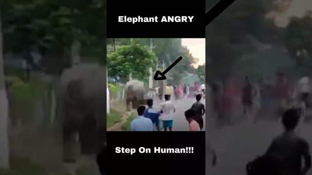 Elephant Took Revenge STEP on Human смотреть онлайн