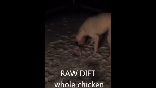 Prey Model Raw Diet смотреть онлайн