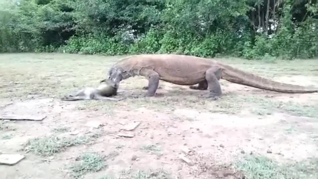 Wow finally a naughty monkey in prey dragon 😱😱 смотреть онлайн