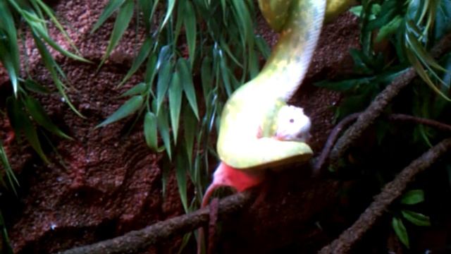 Zeus the green python vs mouse смотреть онлайн