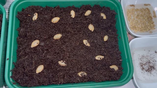 Which vegetables can you grow in March মার্চ মাসে কি কি সবজি গাছ রোপন করবেন смотреть онлайн