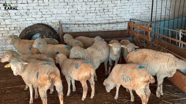 Результаты биохимического анализа мяса после кормовой добавки Al Karal. смотреть онлайн