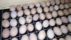 Инкубатор золушка. Закладка яиц.