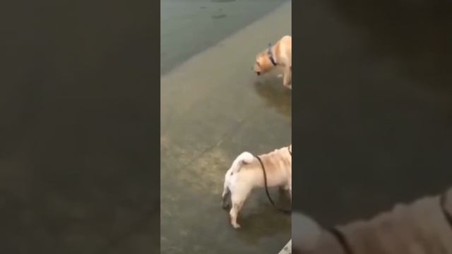 животные смотреть онлайн