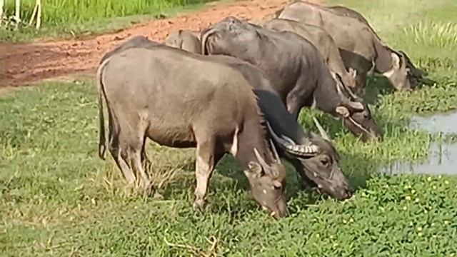 Khmer buffalo in Prey Veng province смотреть онлайн