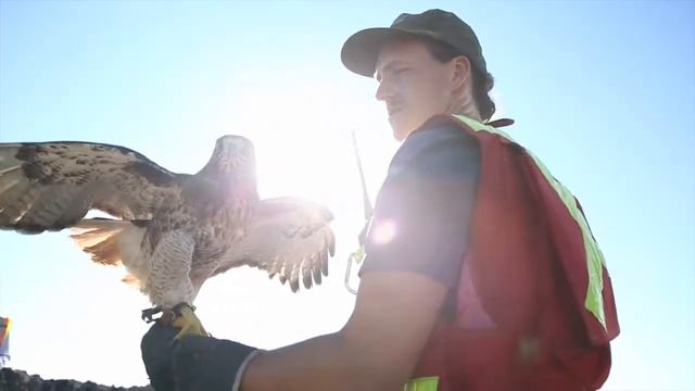 Birds of Prey patrol the Brady Landfill смотреть онлайн