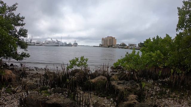 Blue Heron stalking prey смотреть онлайн