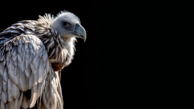 Vulture Sound Effect HD смотреть онлайн