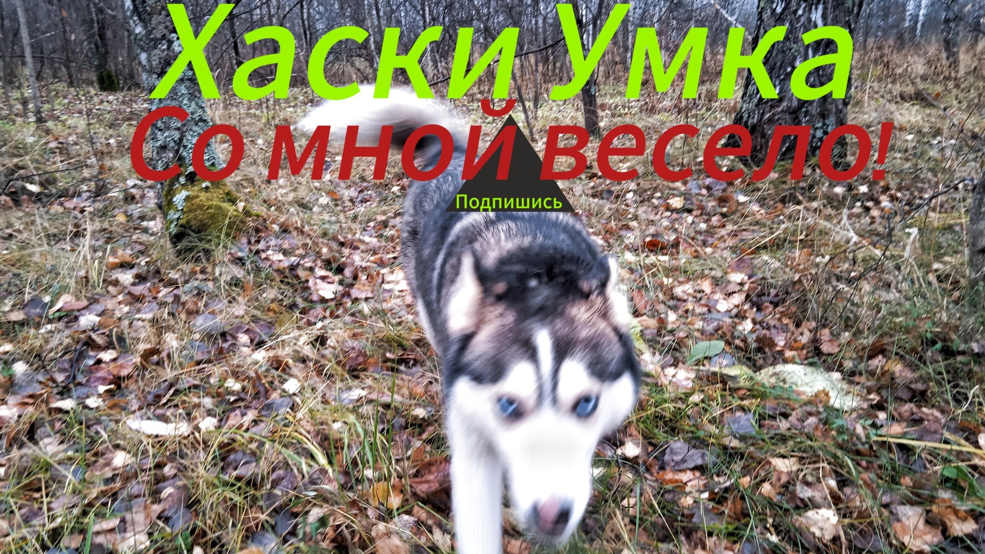 Смешная хаски Умка смотреть онлайн