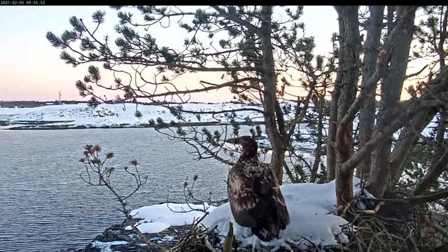Norway Smøla ~Juvenile with prey ! Pit stop on the nest!! Speed 0,2~9:55 am 2021/02/05 смотреть онлайн