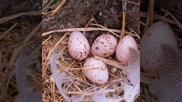 Заняття "Де ластівка водиться, там щастя родиться" смотреть онлайн