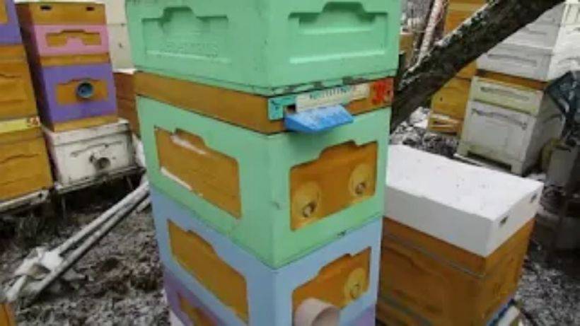 пчеловодство на ячейке 4,9 мм - часть 35, шести рамочный улей , зимовка с летком в потолке смотреть онлайн