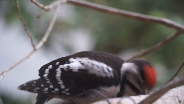 nestling of Spotted Woodpecker 4 смотреть онлайн