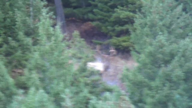 Mountain Lion stalks two Bull Elk in N.W. Montana смотреть онлайн