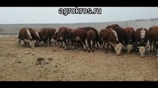 300 голов мясной породы. Целое коровье стадо продаеться. Можно в кредит смотреть онлайн