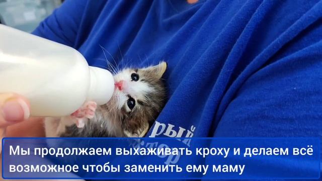 Забота о маленьком котёнке