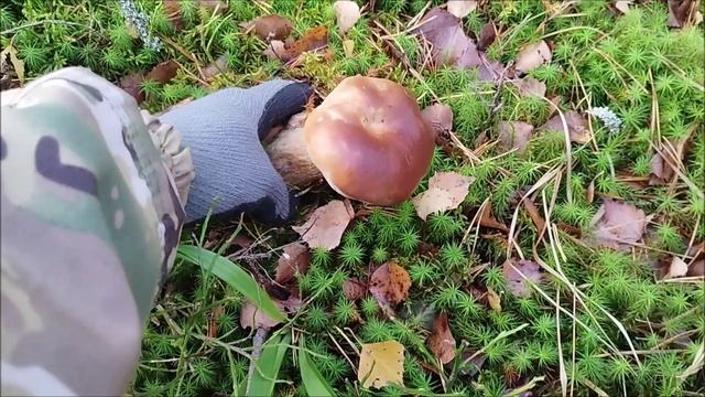 Боровики в конце октября. Грибы 2024 смотреть онлайн