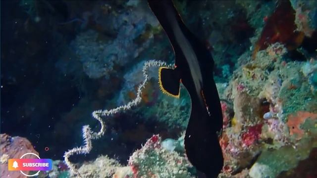 Pinnate Batfish - Platax pinnatus - Marine Aquarium Fish смотреть онлайн
