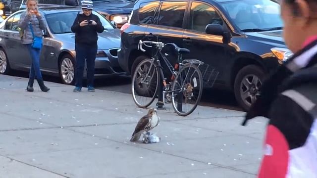 Bird of prey in Brooklyn. смотреть онлайн