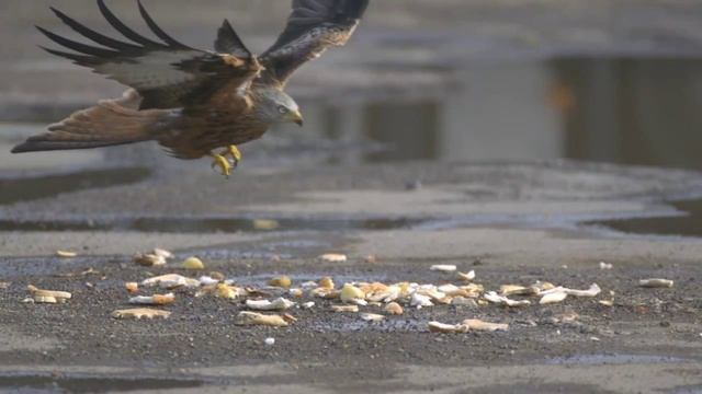 Red kite edit 1 смотреть онлайн