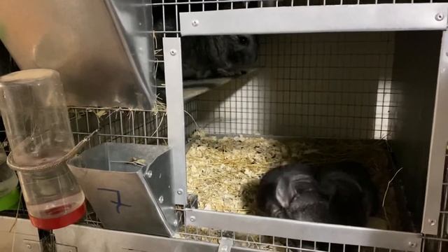 СТОИТ ЛИ ЗАВОДИТЬ ШИНШИЛЛУ ДОМА | ШИНШИЛЛОВАЯ ФЕРМА | ФЕРМА ШИНШИЛЛ смотреть онлайн