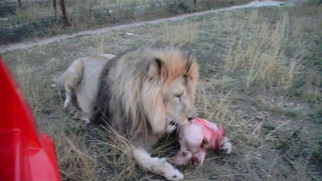 'Доставка'мяса Лоле и Марселю ! смотреть онлайн