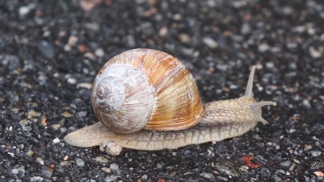 snail смотреть онлайн